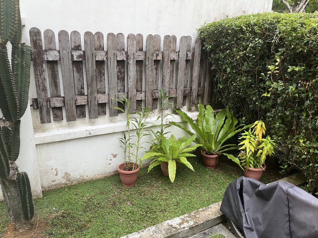 FREE - 4 house / outside plants
