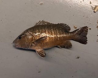 (Category: ) located in . Submitted by thefishwhispererz (Listing ID 1435916814, Image 1). Description: .