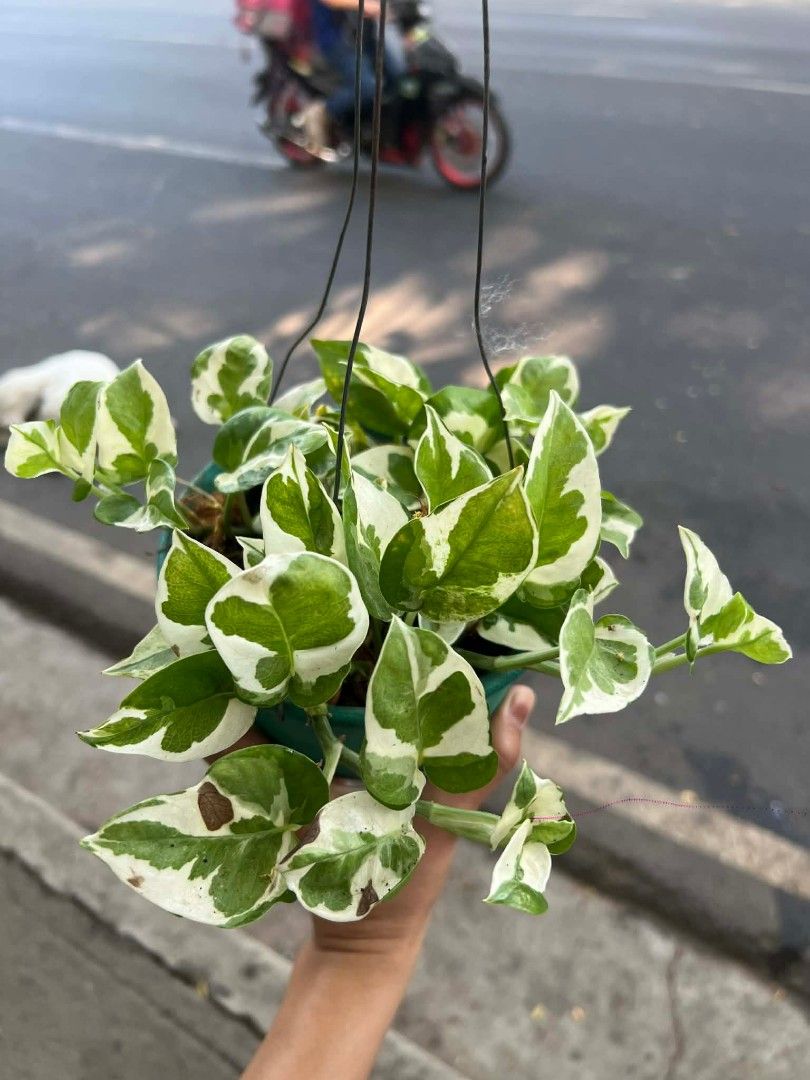 Hanging photos 🪴 (Category: Plants & Seeds) located in Quezon City. Submitted by amazingmaria3680 (Listing ID 1436032013, Image 3). Description: .