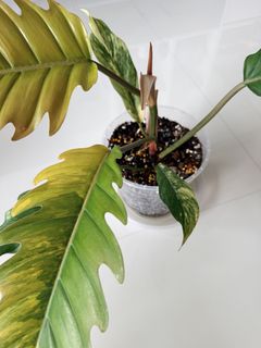 4 philodendron Philodendron 'White Wizard' 4"