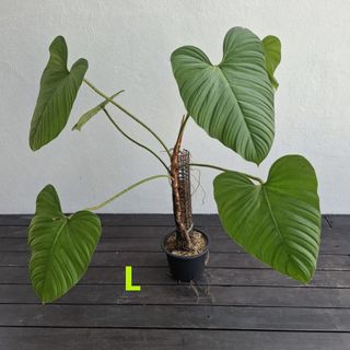 Philodendron green apple, Furniture & Home Living, Gardening, Plants &  Seeds on Carousell