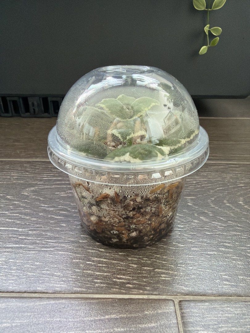 Plant444646527808972801