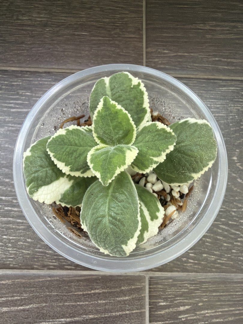 Plant