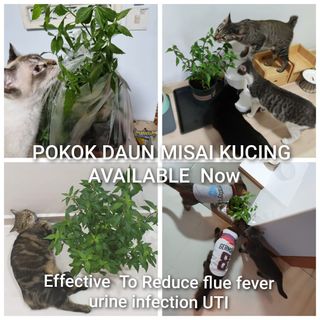 (Category: ) located in . Submitted by petstyle888 (Listing ID 1436039929, Image 1). Description: .
