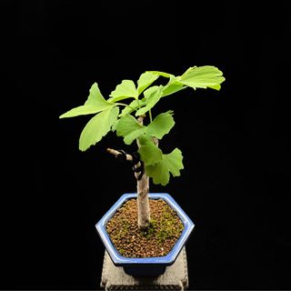 銀杏盆栽出售| 植物及種子| Carousell Hong Kong