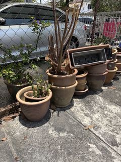 (Category: ) located in . Submitted by flowershower29 (Listing ID 1436071252, Image 1). Description: .