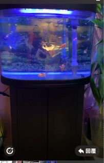 （分類：）位於 。 由 kayee_steve 提交（商品編號 1436139886，圖片 1）。簡介： 。