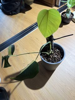 （分類：）位於 。 由 Plantheart 提交（商品編號 1436178271，圖片 1）。簡介： 。