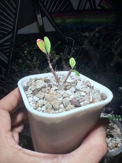 （分類：）位於 。 由 kin126 提交（商品編號 1436245344，圖片 1）。簡介： 。