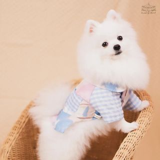 (Category: ) located in . Submitted by petsboutique_sg (Listing ID 1436148060, Image 1). Description: .