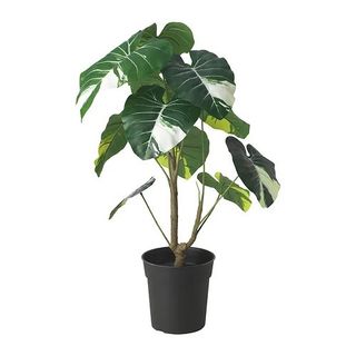 （分類：）位於 。 由 yyuenw 提交（商品編號 1436112931，圖片 1）。簡介： 。