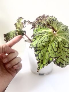 (Category: ) located in . Submitted by tropicalleaf (Listing ID 1436162316, Image 1). Description: .
