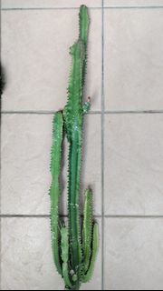 (Category: ) located in . Submitted by rmun1983 (Listing ID 1436123668, Image 1). Description: .