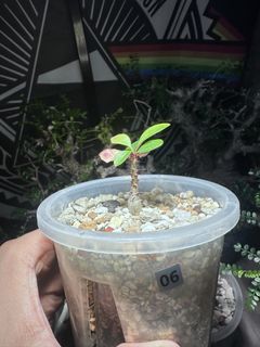 （分類：）位於 。 由 kin126 提交（商品編號 1436245890，圖片 1）。簡介： 。
