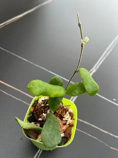 （分類：）位於 。 由 ltplants 提交（商品編號 1436253725，圖片 1）。簡介： 。