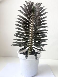 (Category: ) located in . Submitted by tropicalleaf (Listing ID 1436141632, Image 1). Description: .
