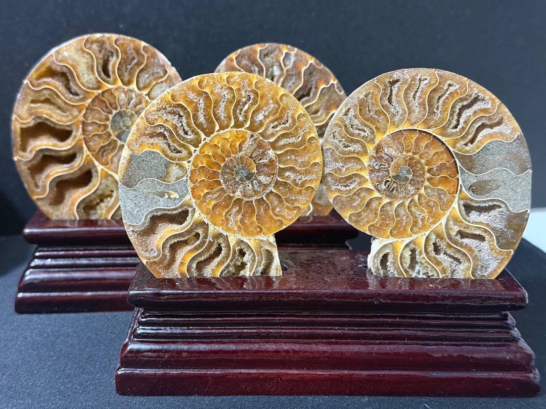 Medium Size Ammonite Pair with Stand (Category: Precious Stones) located in Manila. Submitted by Crystal_Oracle (Listing ID 1436173207, Image 3). Description: 1300/pair Ammonite is a powerful feng shui cure, which means that ammonites can shift the energy of any space, be it home or office, to a much higher and better quality of energy. Ammonite holds ancient energy vibrations, bringing a different energy quality to any space. In addition to its 