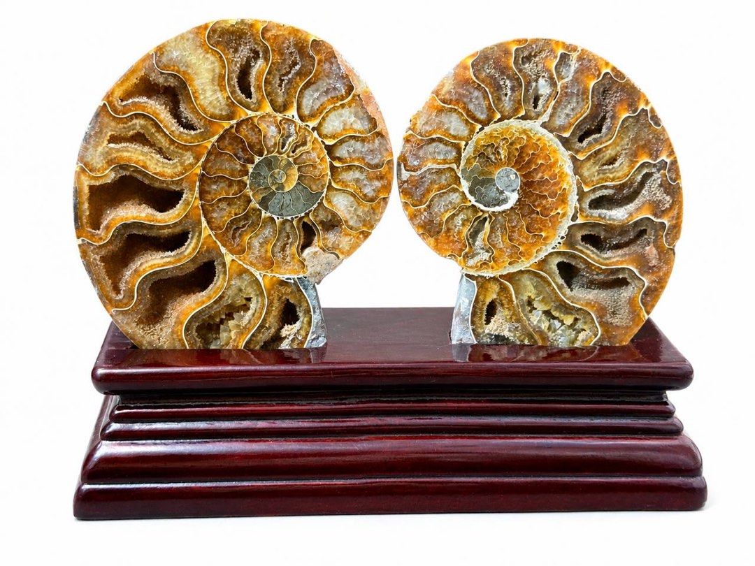 Medium Size Ammonite Pair with Stand (Category: Precious Stones) located in Manila. Submitted by Crystal_Oracle (Listing ID 1436173207, Image 1). Description: 1300/pair Ammonite is a powerful feng shui cure, which means that ammonites can shift the energy of any space, be it home or office, to a much higher and better quality of energy. Ammonite holds ancient energy vibrations, bringing a different energy quality to any space. In addition to its 