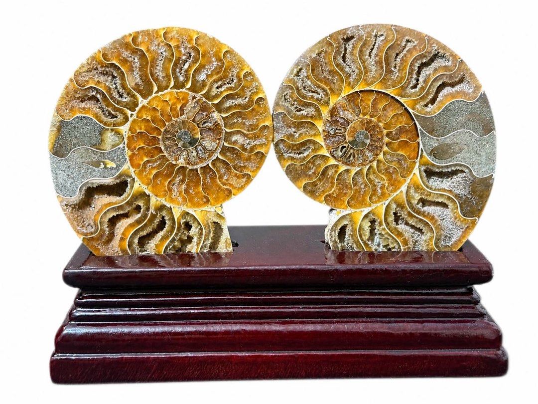 Medium Size Ammonite Pair with Stand (Category: Precious Stones) located in Manila. Submitted by Crystal_Oracle (Listing ID 1436173207, Image 2). Description: 1300/pair Ammonite is a powerful feng shui cure, which means that ammonites can shift the energy of any space, be it home or office, to a much higher and better quality of energy. Ammonite holds ancient energy vibrations, bringing a different energy quality to any space. In addition to its 