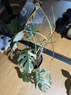 （分類：）位於 。 由 Plantheart 提交（商品編號 1436178146，圖片 1）。簡介： 。