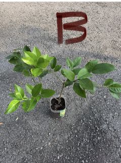 (Category: ) located in . Submitted by active_gardening (Listing ID 1435917363, Image 1). Description: .