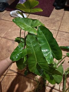 (Category: ) located in . Submitted by myhappyvalley (Listing ID 1436233802, Image 1). Description: .