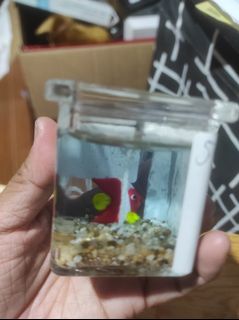 (Category: ) located in . Submitted by nicesiger (Listing ID 1436273220, Image 1). Description: .