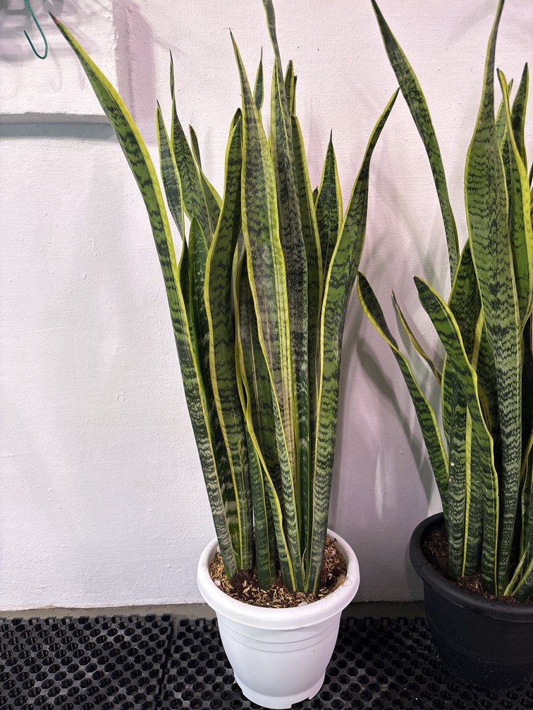 Snake plant / Sansevieria 1m tall 26cm white pot