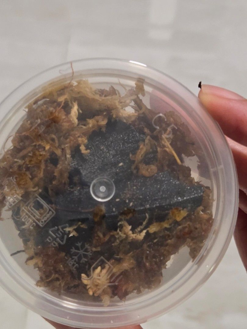 Springtails445637532006502405