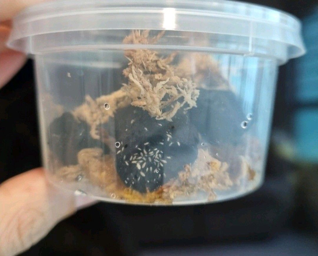 Springtails