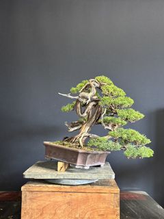 （分類：）位於 。 由 planplust_bonsai 提交（商品編號 1436419957，圖片 1）。簡介： 。