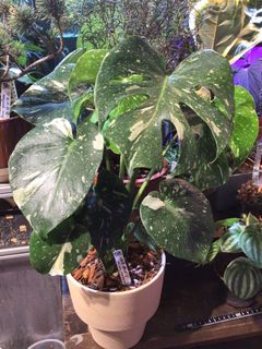 （分類：）位於 。 由 plantjai 提交（商品編號 1436340204，圖片 1）。簡介： 。