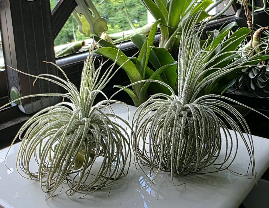 Air plant - Tillandsia magnusiana (S) 1 pair