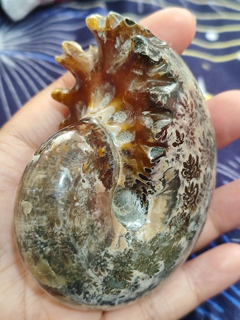 Ammonite Fossil M (Category: Vintage Collectibles) located in Bulacan. Submitted by sibs_ph_onlineshop (Listing ID 1436350724, Image 2). Description: -Picture may vary color due to light. -Natural Stone -Stand not included with flash -Can bundle for multiple purchase ***2026 Firm Policy Payment First sa Shipping Fee if ayaw po pass**** For more pics or detailed information just pm us. Thanks✌️😄💯 All Natural stones have crack,lines,holes, dents 
