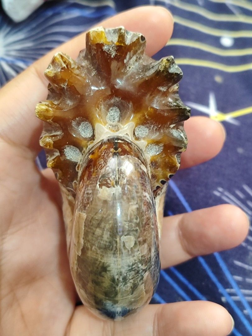 Ammonite Fossil M (Category: Vintage Collectibles) located in Bulacan. Submitted by sibs_ph_onlineshop (Listing ID 1436350724, Image 1). Description: -Picture may vary color due to light. -Natural Stone -Stand not included with flash -Can bundle for multiple purchase ***2026 Firm Policy Payment First sa Shipping Fee if ayaw po pass**** For more pics or detailed information just pm us. Thanks✌️😄💯 All Natural stones have crack,lines,holes, dents 