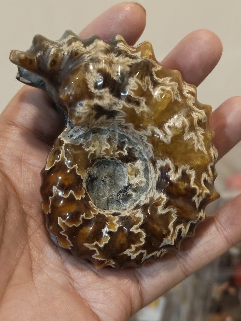 Ammonite Fossil Madagascar (Category: Precious Stones) located in Bulacan. Submitted by sibs_ph_onlineshop (Listing ID 1436413982, Image 2). Description: -Picture may vary color due to light. -Natural Stone -Stand included -Can bundle for multiple purchase ***2026 Firm Policy Payment First sa Shipping Fee if ayaw po pass**** For more pics or detailed information just pm us. Thanks✌️😄💯 All Natural stones have crack,lines,holes, dents etc Locatio