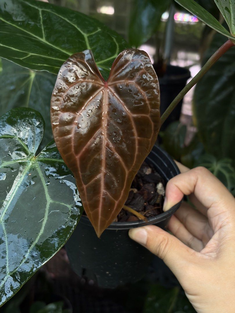 Anthurium DocBlock x Red Crystallinum