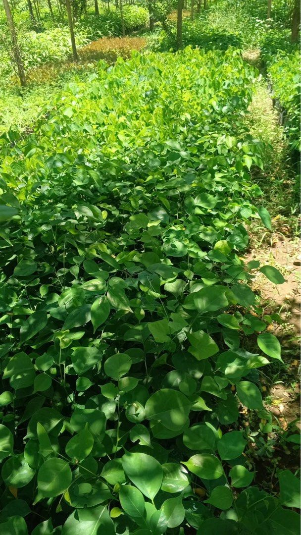 Narra Seedlings (Category: Plants & Seeds) located in Calamba. Submitted by qualityfruittrees25 (Listing ID 1436354429, Image 1). Description: .