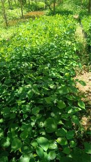 (Category: ) located in . Submitted by qualityfruittrees25 (Listing ID 1436354429, Image 1). Description: .
