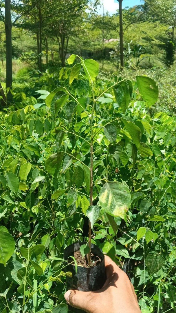Narra Seedlings (Category: Plants & Seeds) located in Calamba. Submitted by qualityfruittrees25 (Listing ID 1436354429, Image 2). Description: .