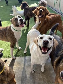(Category: ) located in . Submitted by thedogsrout (Listing ID 1436347400, Image 1). Description: .