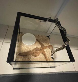 (Category: ) located in . Submitted by afat14 (Listing ID 1436387940, Image 1). Description: .