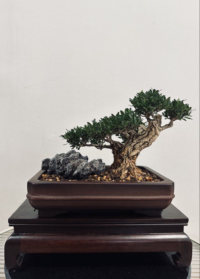 Healthy Buxus Bonsai with Thick Aged Trunks
