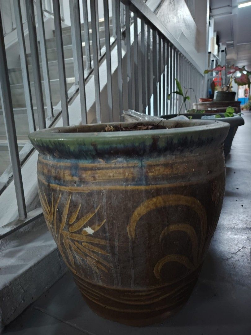 Large Dragon pots with compost