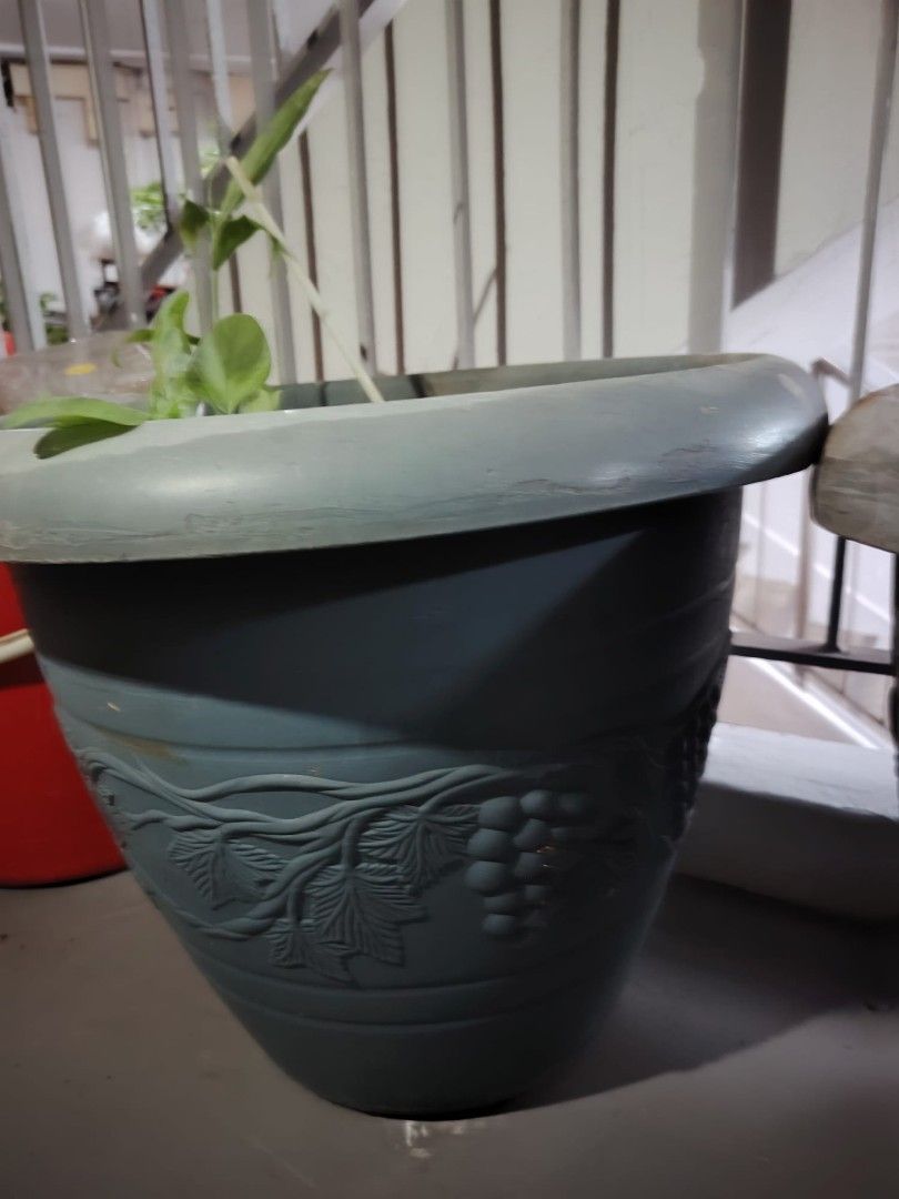 Large Dragon pots with compost446762846562570245