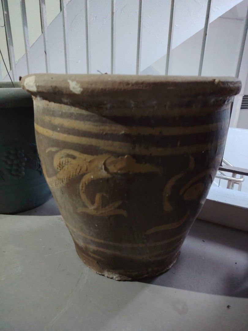 Large Dragon pots with compost446762846562570241