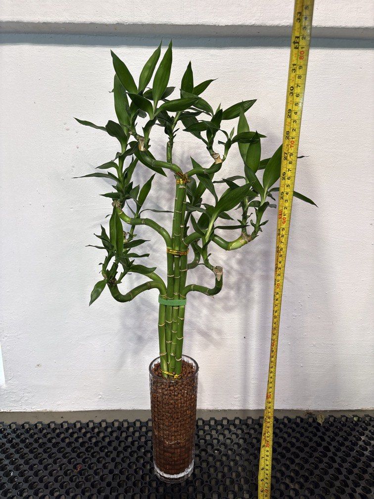 Lucky Bamboo (fengshui) with leca in vase