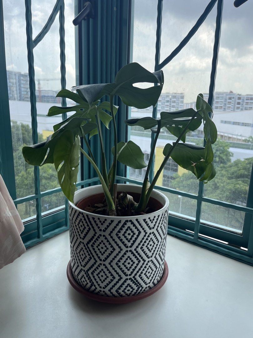 Monstera Deliciosa  in Ceramic Vase