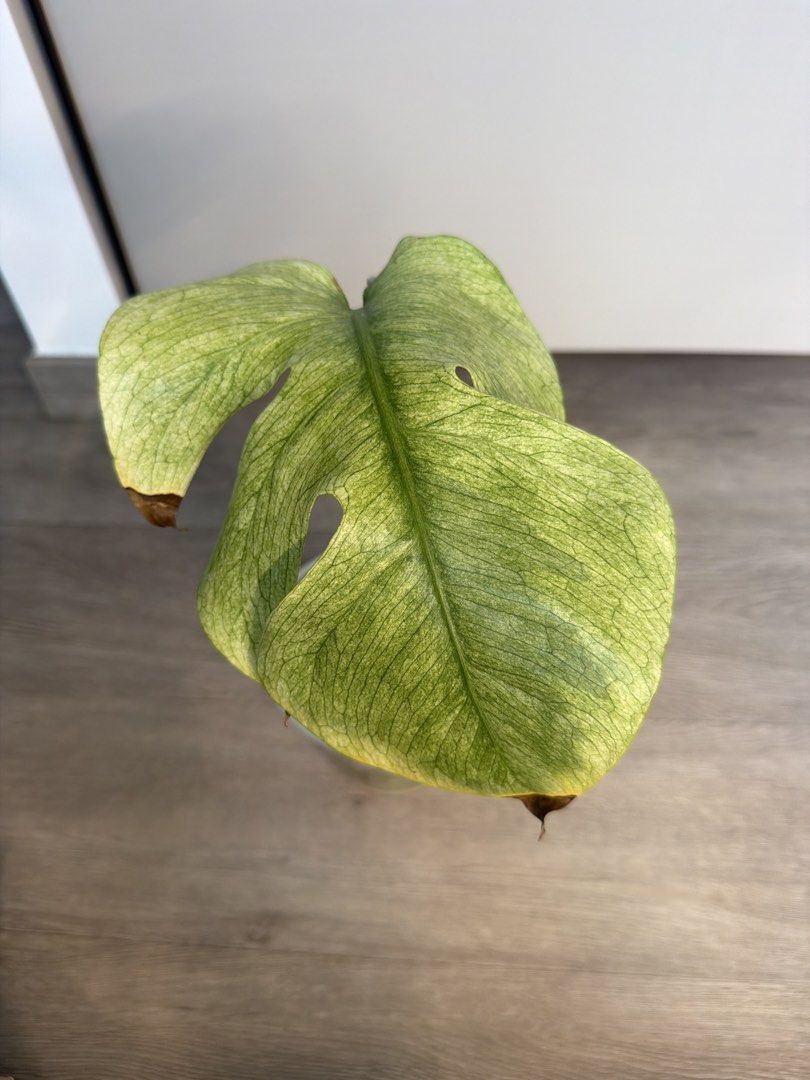 Monstera full mint - mid cut