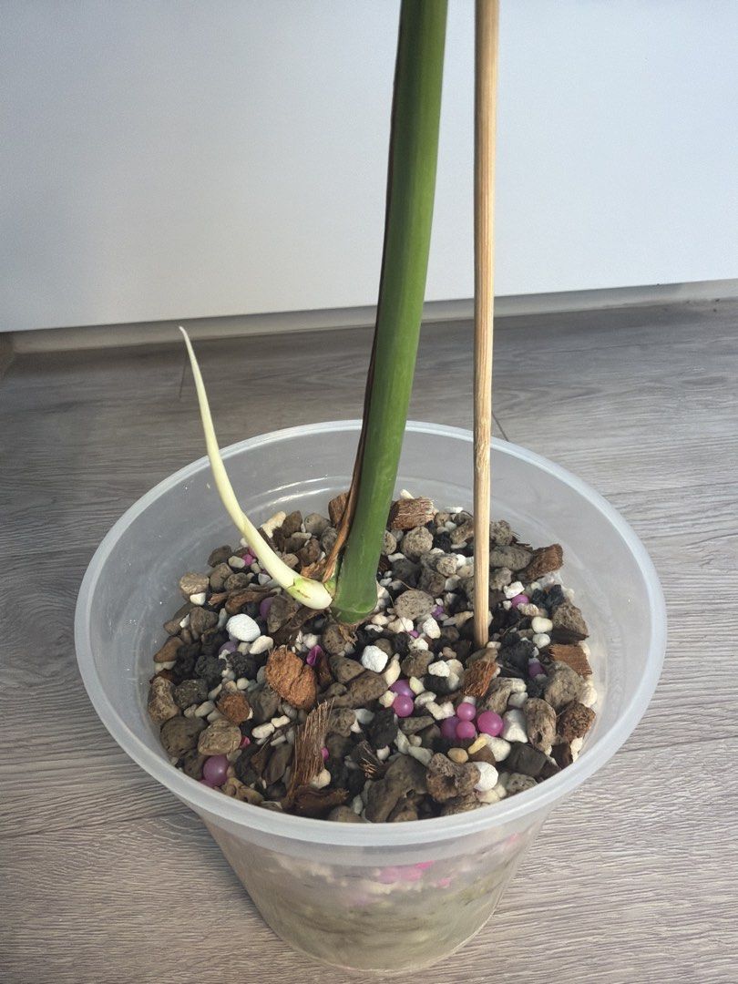 Monstera full mint - mid cut446653830593269761